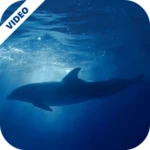 Logo of Dolphins Underwater Video Live Wallpaper android Application 