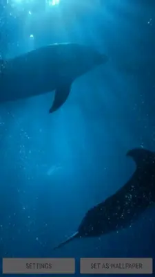 Dolphins Underwater Video Live Wallpaper android App screenshot 0